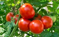 tomatoes for glowing skin tomatoes