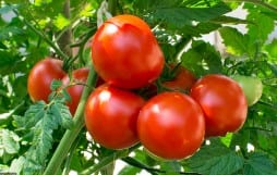 tomatoes 